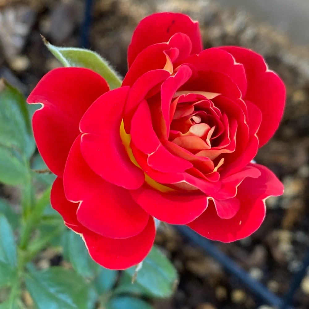 Meet your Posher, Rose mary